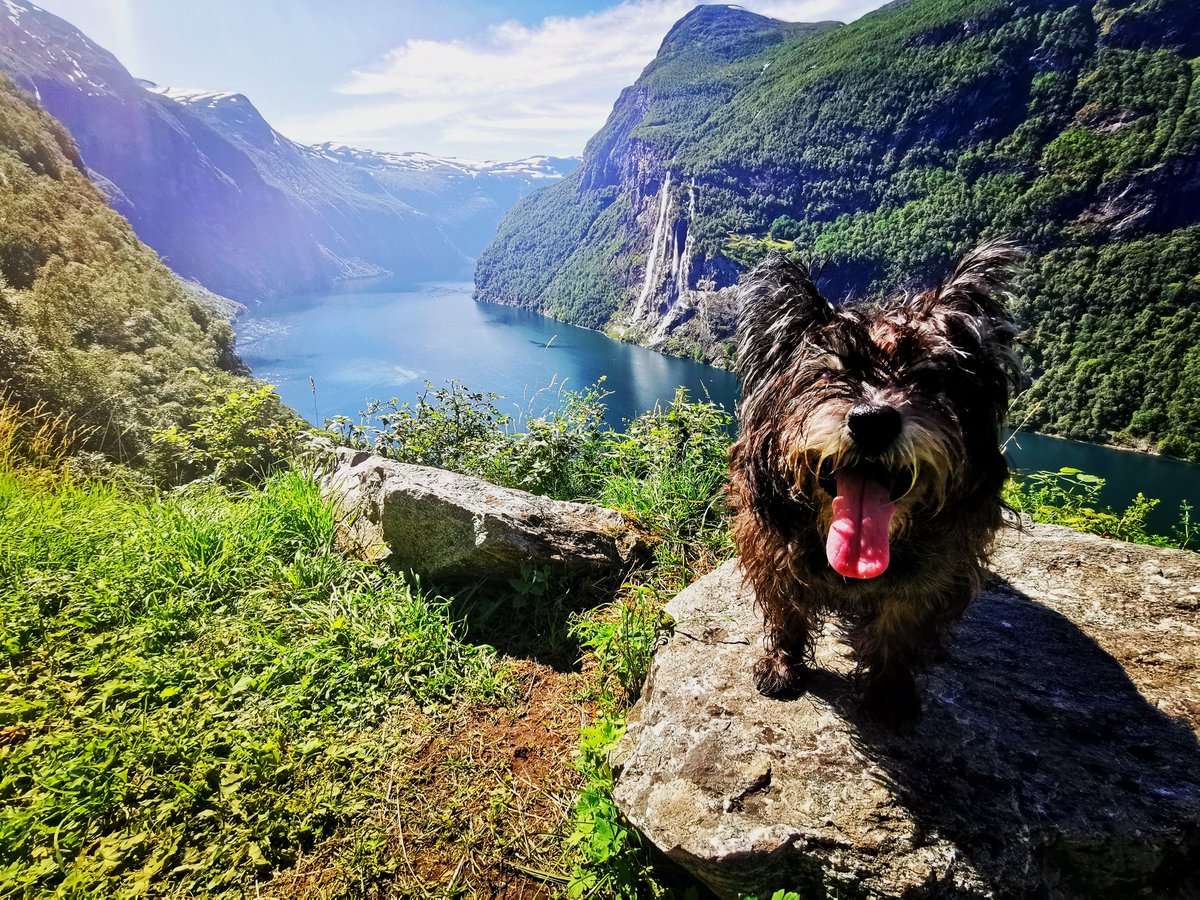 PeterSweden tweet media