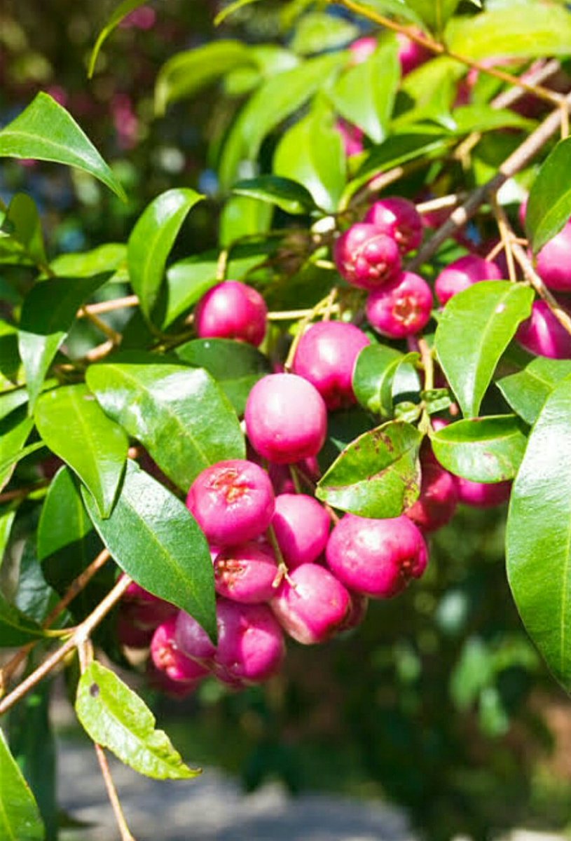 FoodFacts18's tweet photo. @UberFacts Lilly pilly plant have a high concentration of antioxidants, amino acids and vitamins A, E and C, providing a powerful immune system boost. 'Lilly pilly berries are a perfect addition to any smoothie or fruit salad.
#lillypilly #Australia #native #fruits https://t.co/JikhzUQBZa
