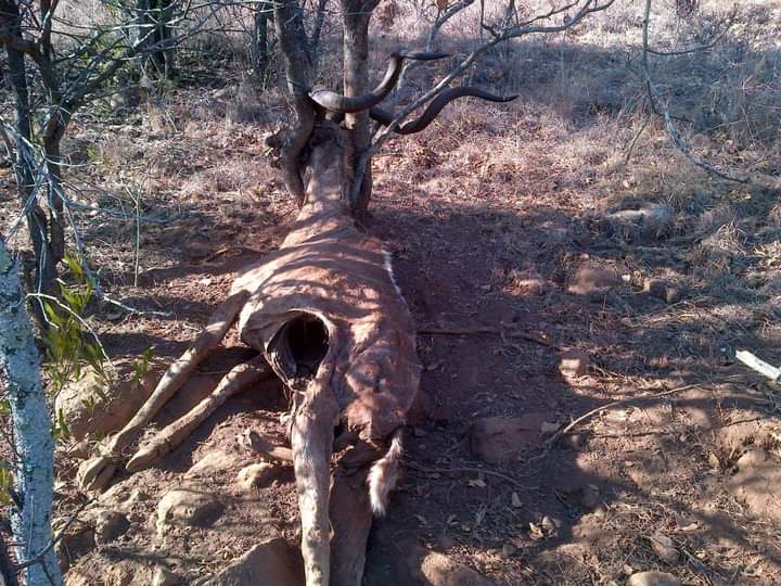 Thapz_kgopo's tweet photo. It was 7 years ago, He just couldn't free those beautiful horns....
#Morolong https://t.co/SeZMAi8YOZ