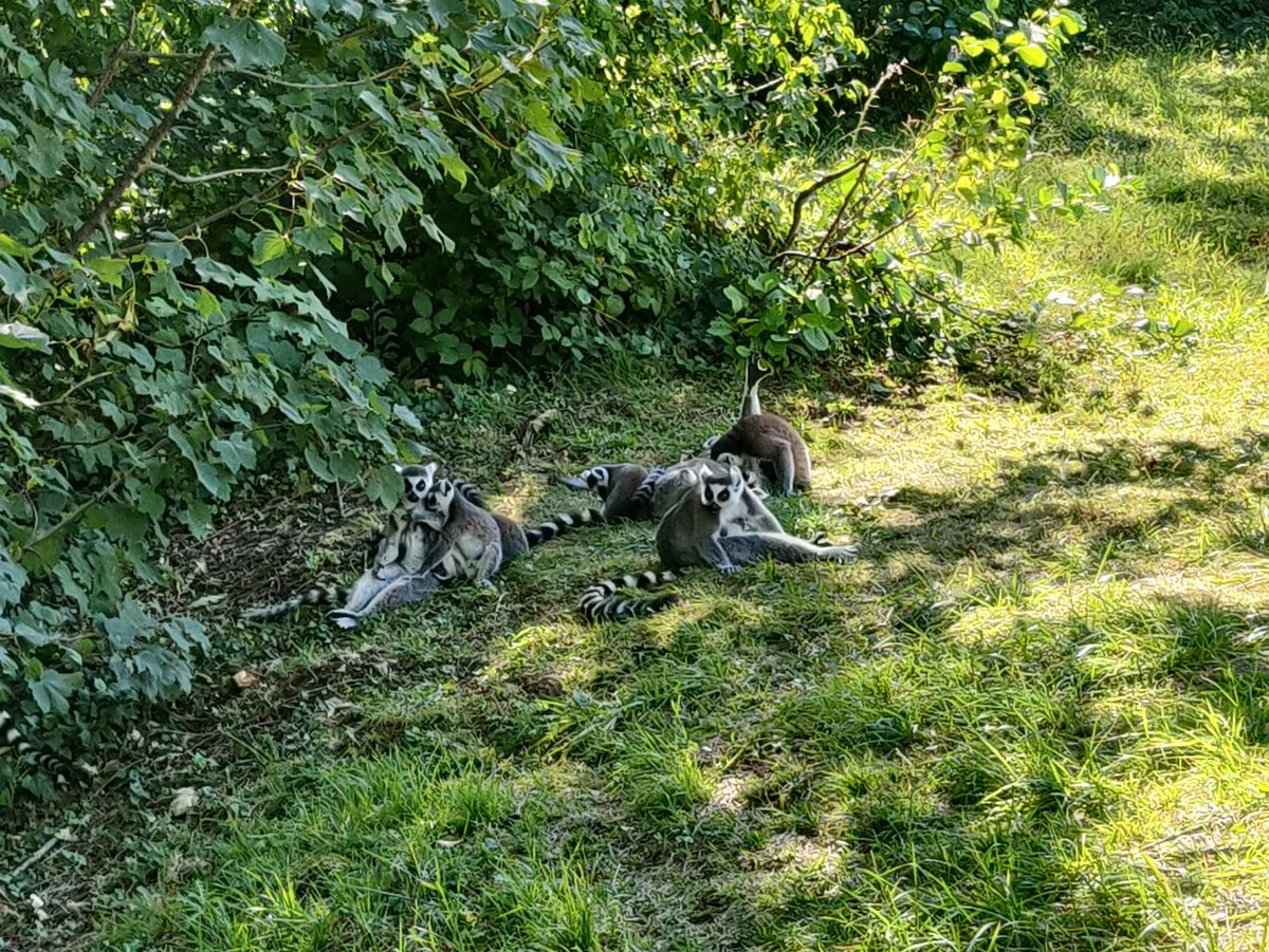 thegiuls's tweet photo. #alternativesummer
Episode 1 - Le Parc des Félins https://t.co/lW3nv3nXpq