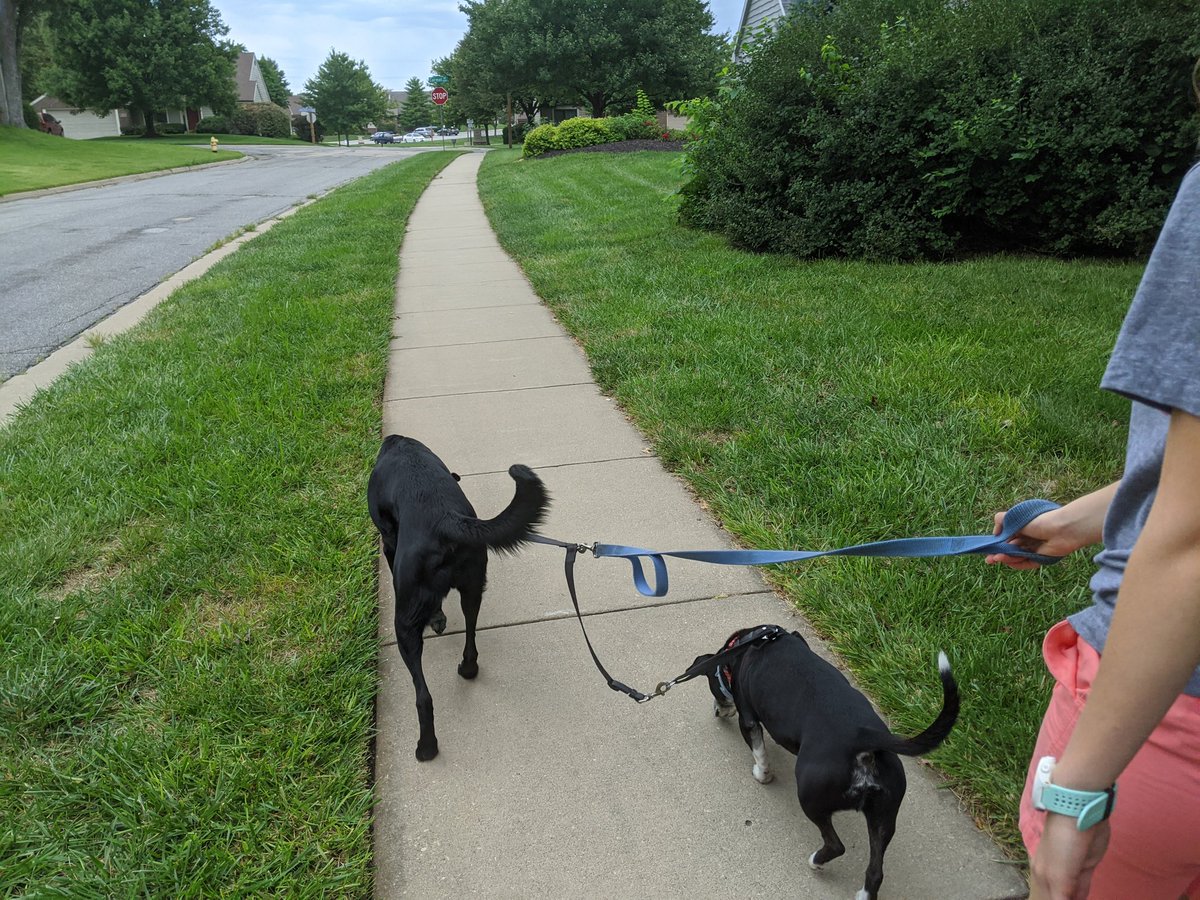 Lunchtime 🐕 walk #summershapeupchallenge