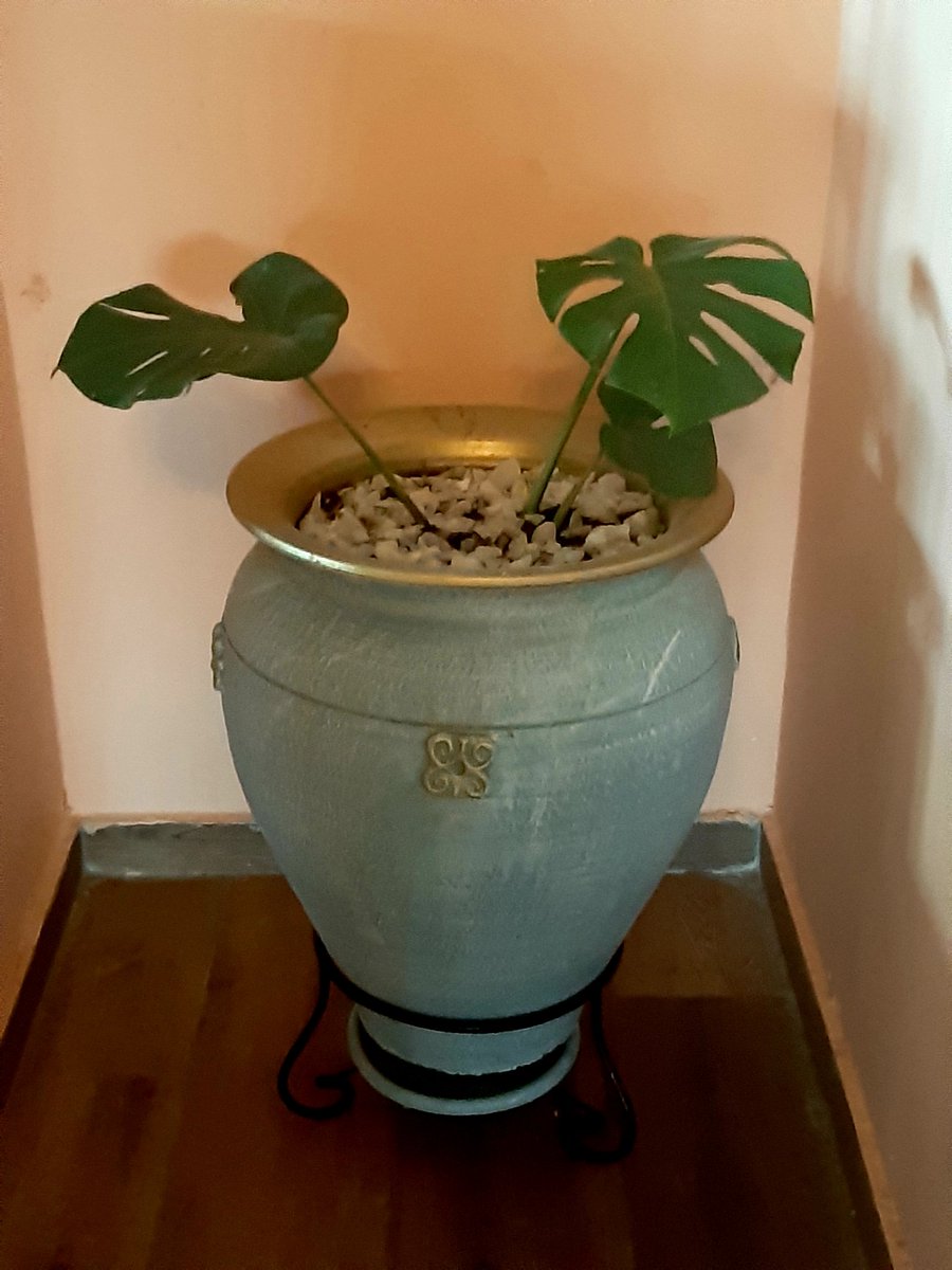 yaomom's tweet photo. #indoorgreen #accralifestyle #interiorsaccra https://t.co/3XQgA6DVsP