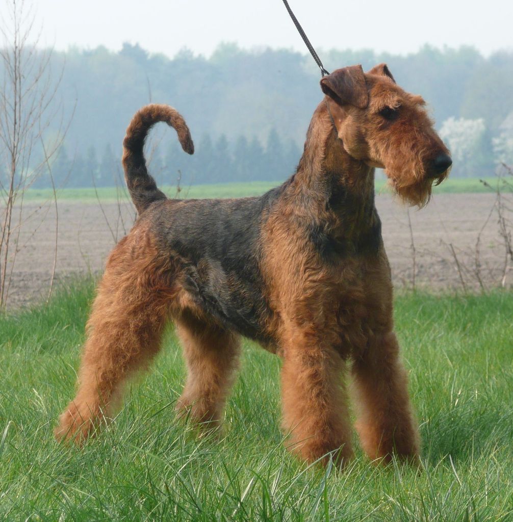 PetsPoint's tweet photo. Эрдельтерьер / Airedale Terrier

https://t.co/1wUZo1igMi

Эрдельтерьер — собака незаурядная во всех отношениях, она носит в себе черты как охотника, так и служебной собаки.

#Эрдельтерьер #Airedale #Terrier #Bingley #Waterside #animals #animal #pets #pet #dog #собака https://t.co/qzGdirlMyq