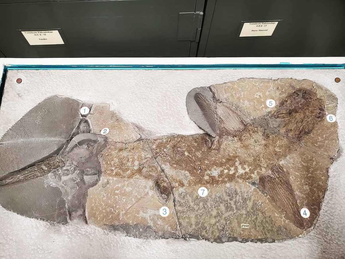 Cleveland Museum of Natural History tweet media