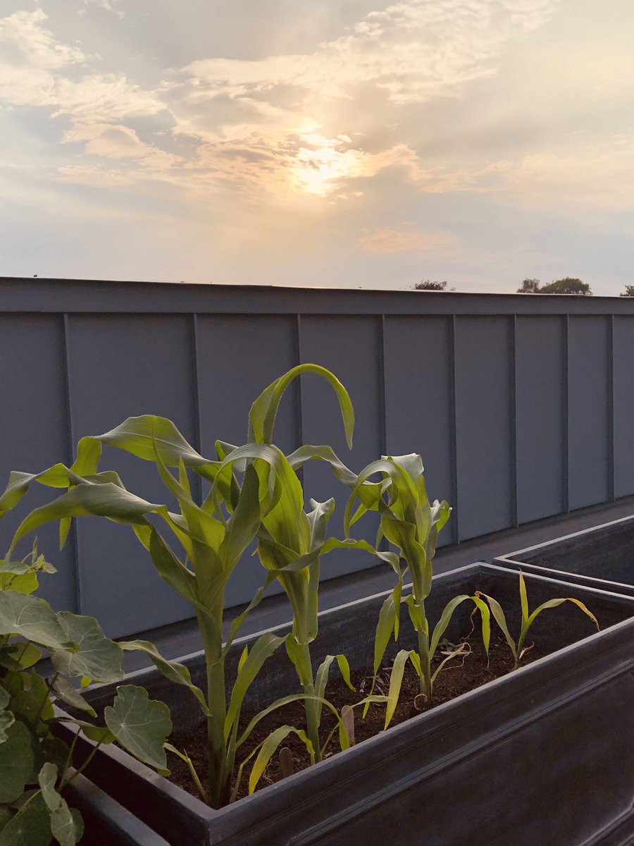 SDPHeadofPrep's tweet photo. A beautiful evening on the roof watering the plants... https://t.co/BASSqaGHHw