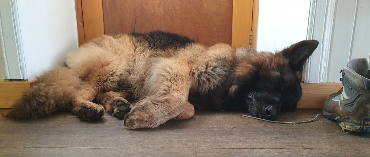 SolartheGSD's tweet photo. @Bluesmummy @OceantheGSD Contenment in a picture https://t.co/BKYOJhk8Mq