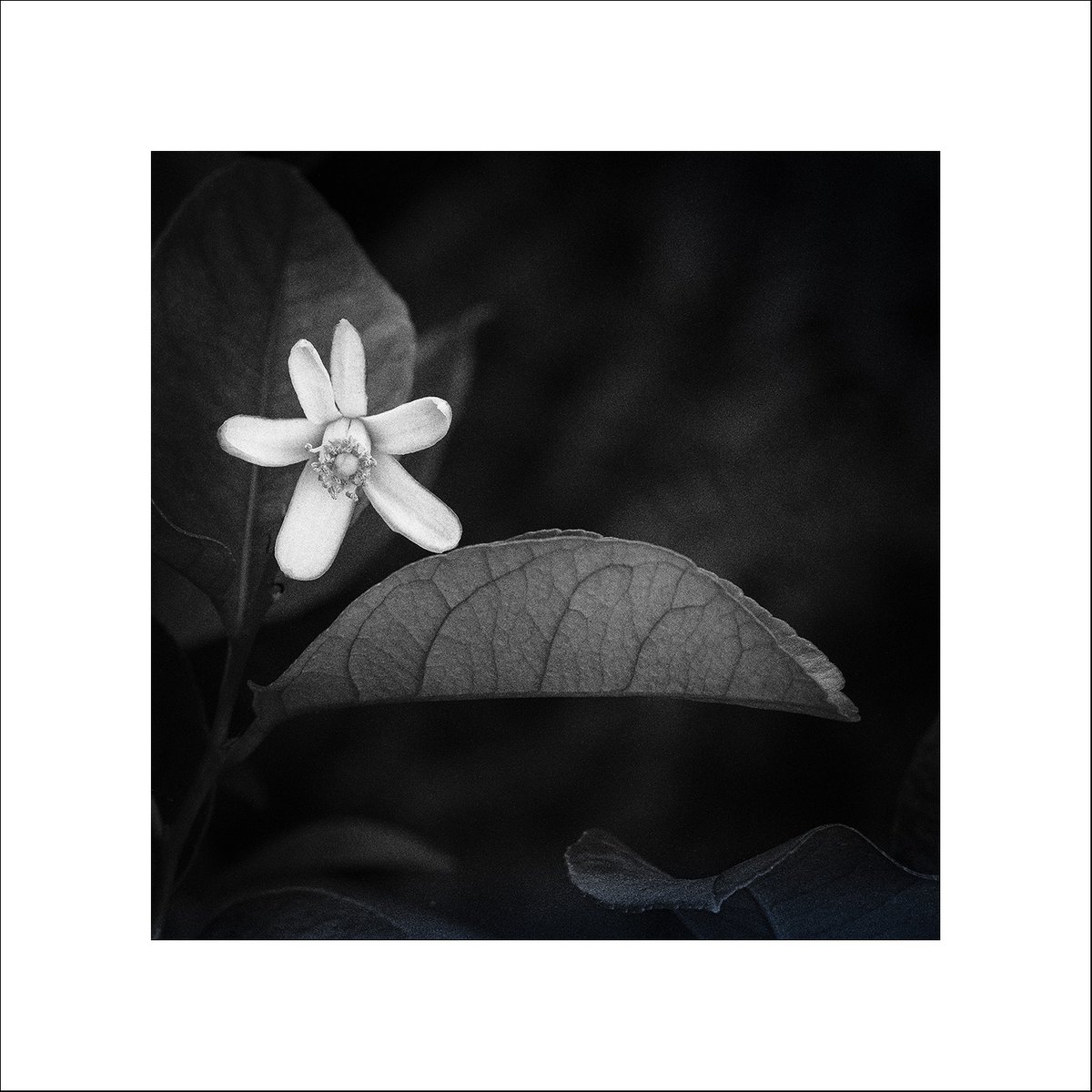 First flower on my lemon tree yesterday morning. This week's entry for #sharemondays2020