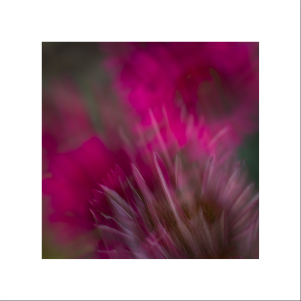 "Echinacea"
This week's entry for #fsprintmonday