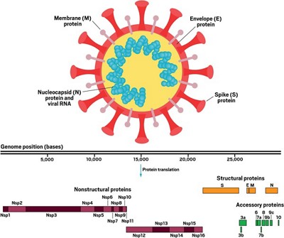 3/21This happens because coronaviruses have spikes on their surface called S-protein. These spikes are positively charged and help unlock human cells to get the virus in. Electrons in the beam, should they hit a stray coronavirus, serve to neutralize these spikes.