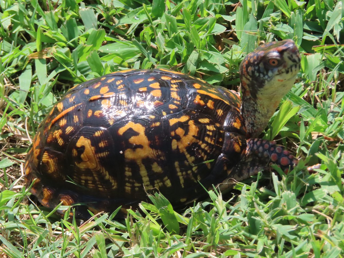 bjkingape's tweet photo. We just had a short summer rainstorm, and then out came this beautiful Eastern box turtle, shell glistening, motoring across the yard. #turtles #nature #animals #backyardecosystem https://t.co/E0JaSSq9a7