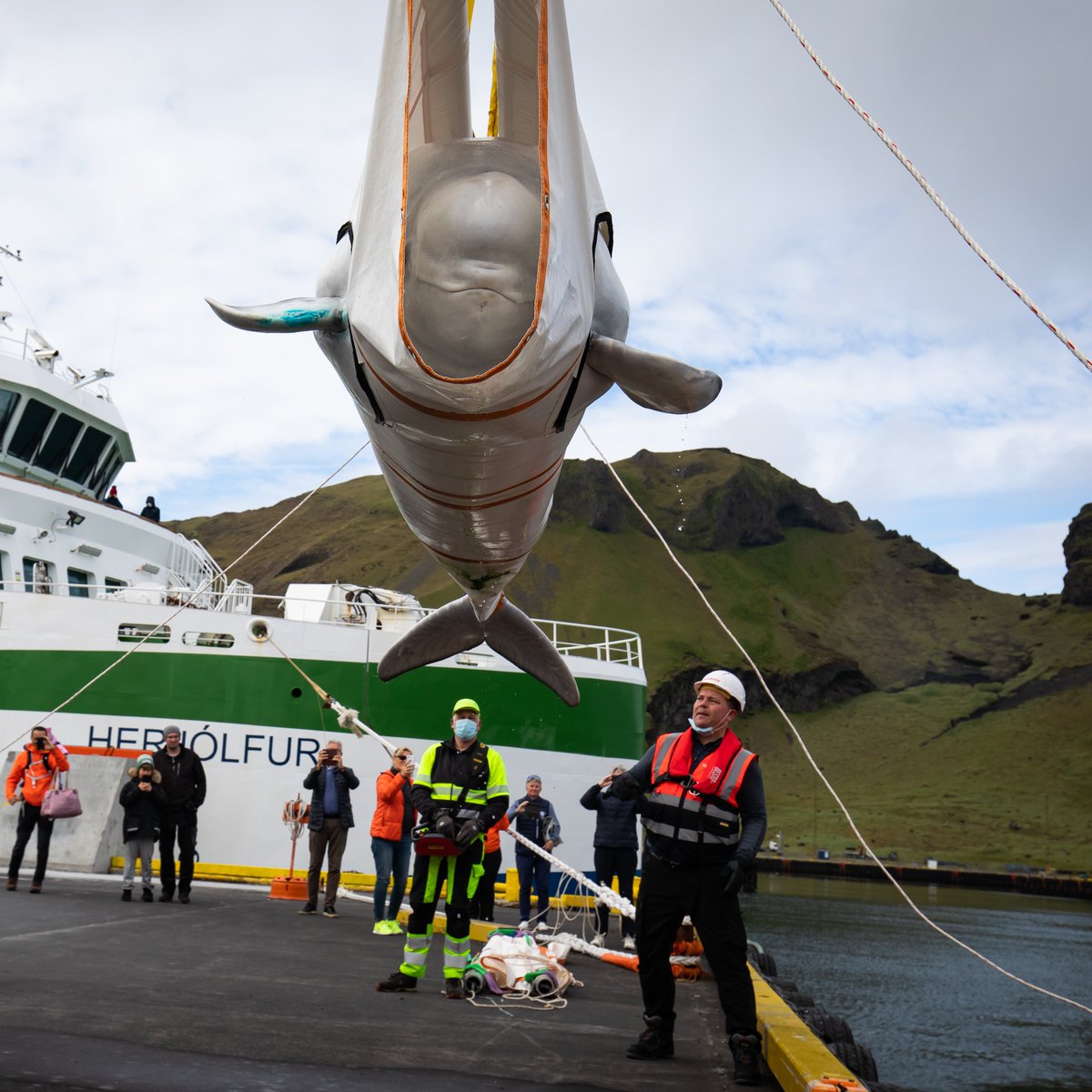 2 beluga whales were released to a new open-sea sanctuary in Iceland, after 10 years in a Chinese aquarium.

Little White &amp; Little Grey are being trained to get used to natural currents. Organizers hope to rescue ~300 other belugas still in aquariums.

(📷: <a href="/SeaLifeTrust/">SEA LIFE Trust</a>)