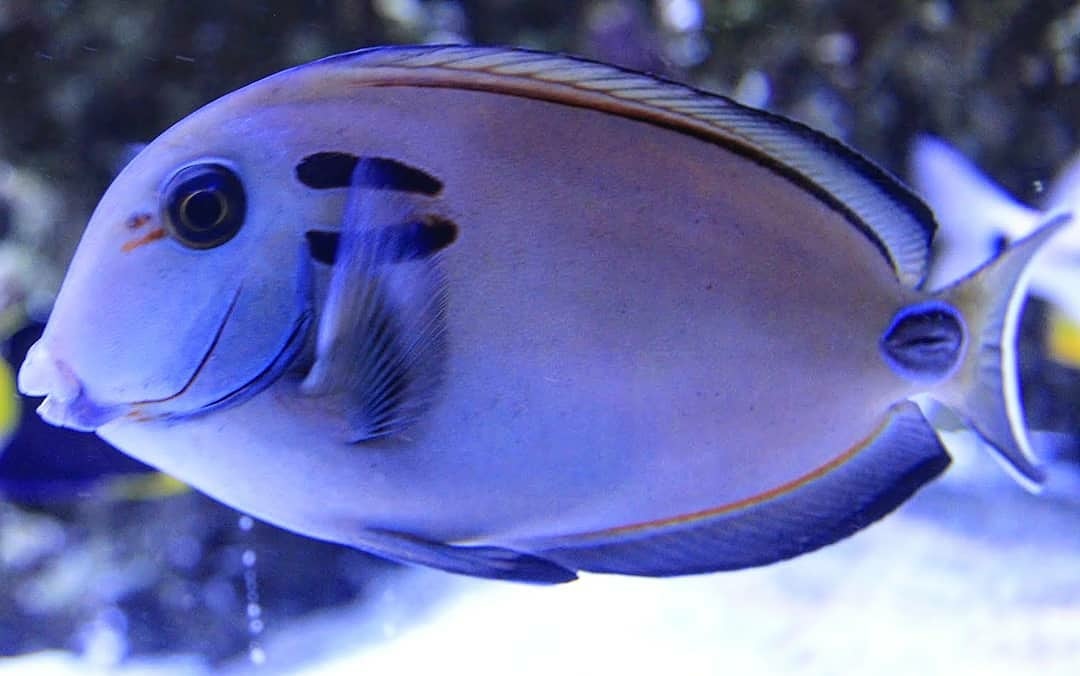 AW_SanDiego's tweet photo. Lieutenant Tang ๐
Size: 10"
Tank: min 180 gallons
Diet: Herbivore
Temperament: semi-aggressive
Care Level: Moderate
Reef Compatible: Yes
#aquaticwarehouse #tangfish #aquariums #fish #fishtank https://t.co/ArWmGNWZGL