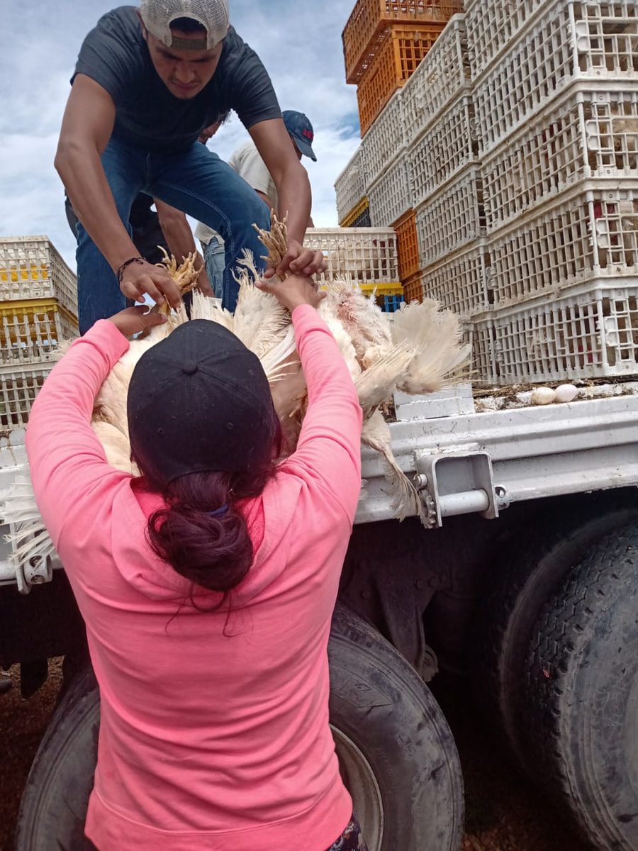 ConEsequiel's tweet photo. En las zonas rurales, la producción de alimentos no se ha detenido. Gracias a los campesinos de México.@FAOMexico @el_BID @FIRA_Mexico #LaTierraDondeDeseoVivir #sanfelipedelprogreso https://t.co/J0Bc8WZ7U6