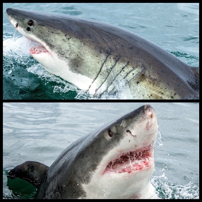 HelenTheShark's tweet photo. Watch for me on #SharkWeek, I’m in some of the stock footage often used. How can you tell? Look at my markings!
My beauty mark dot can be seen sometimes, but I haven’t always had it (and sometimes video shows my left side). #SharkFacts #TeamHelen #FactsOverFear https://t.co/lrtgGYClik