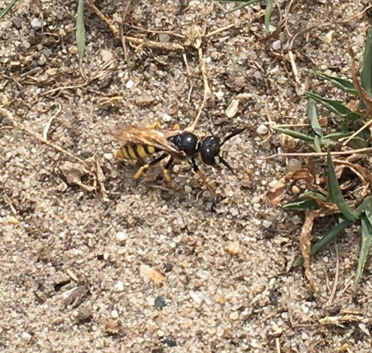 Met heidebeheer behouden we biotopen van typische heidesoorten. In natuurgebied Hemelrijken (Oirschotse heide) hebben we delen, door droogte afgestorven heide, kleinschalig geplagd. Goed voor kruipbrem, prachtlynxspin of de bijenwolf (foto). Met <a href="/natuurfilmerBL/">Mark Kapteijns</a> . @Brab_Landschap