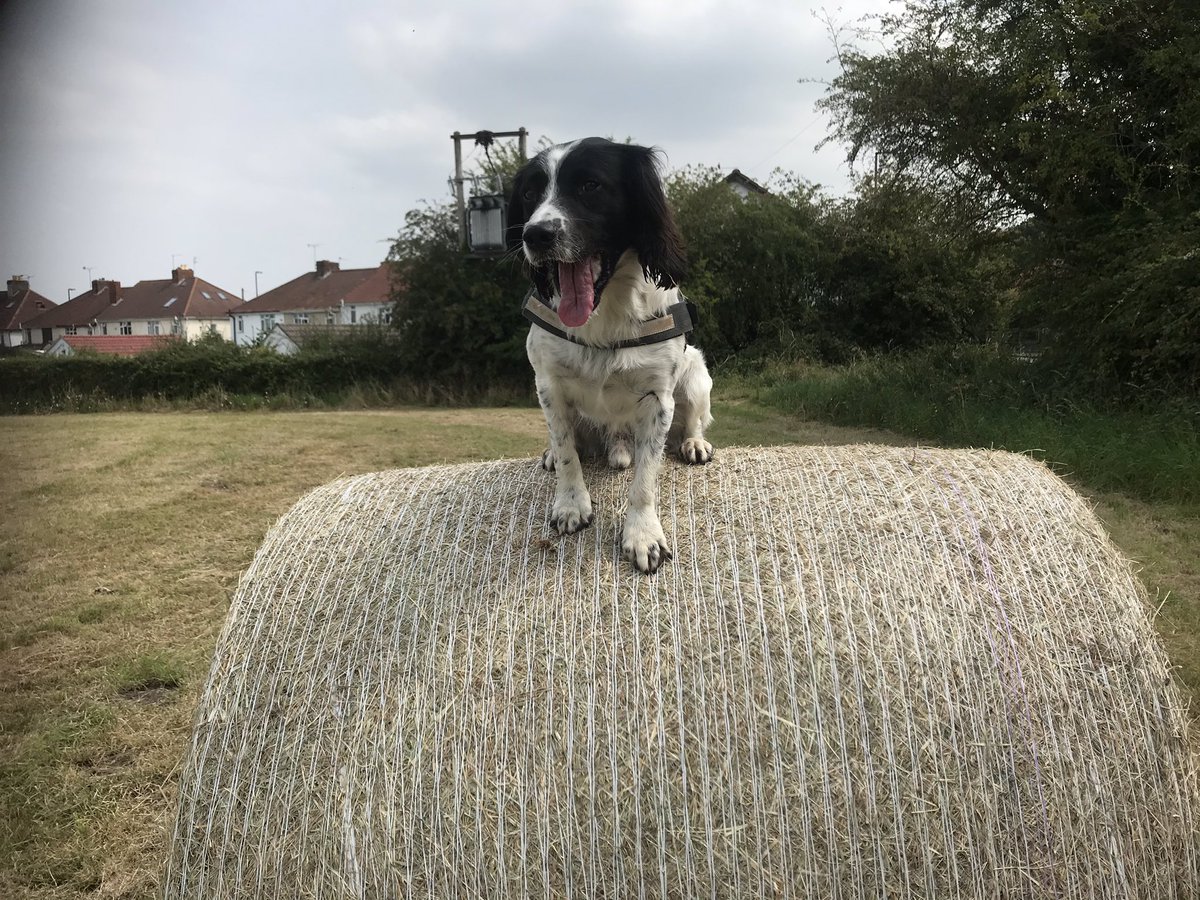 OlafsAdventure's tweet photo. Silly old pup! https://t.co/d9OM2nhvkq