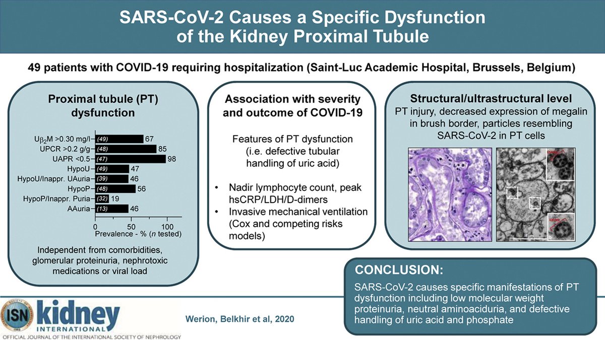 ISNkidneycare's tweet photo. Published in @Kidney_Int: #SARSCoV2 Causes a Specific Dysfunction of the Kidney Proximal Tubule. @AlexisWerion, @LeilaBelk, @JohannMorelle, et al.

➡ https://t.co/8p7NBV2Ysy https://t.co/9NpU1B0dV1