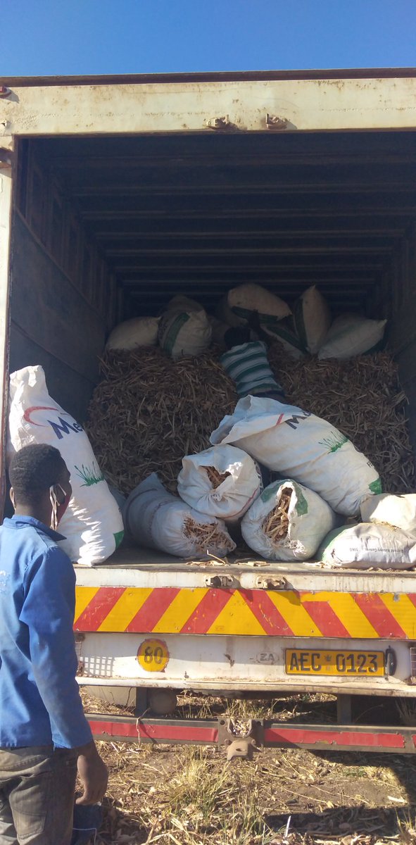 First truck load of water hycinth cattle feed was dispatched to fumugwe yesterday. Congrats to the team!!