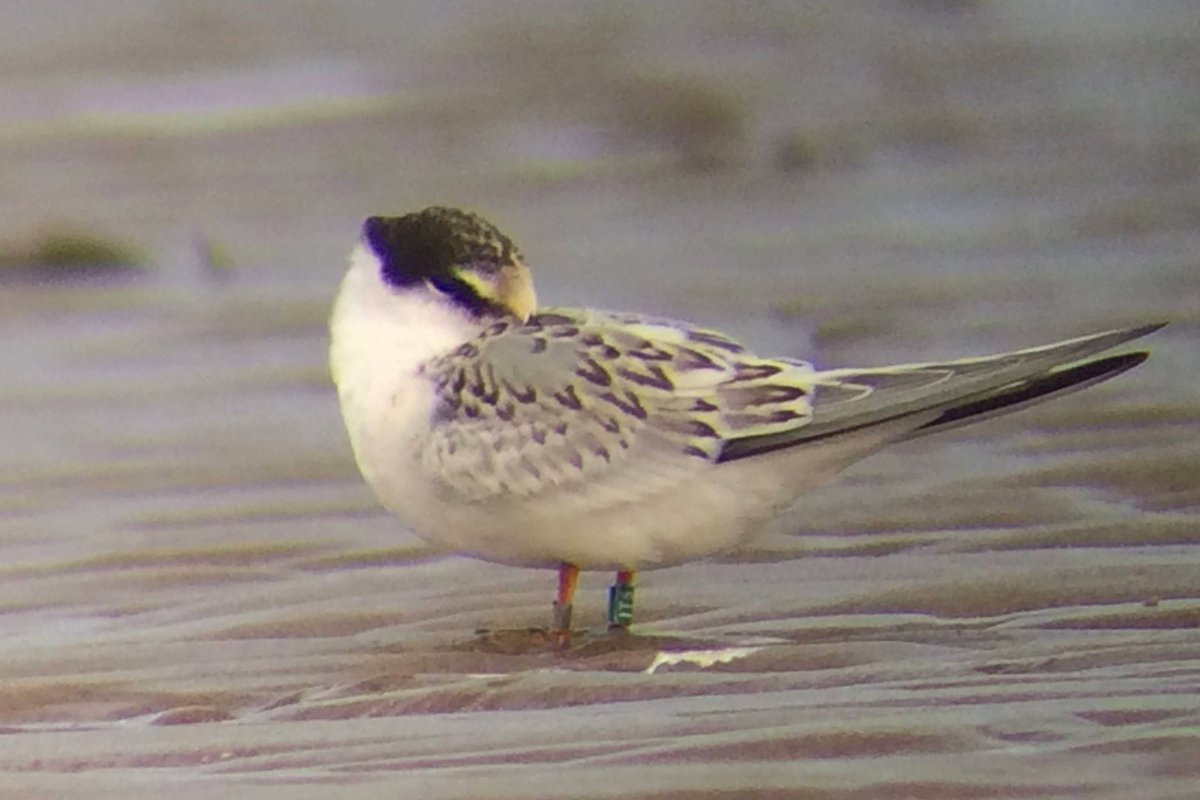 Jan Rod official tweet media