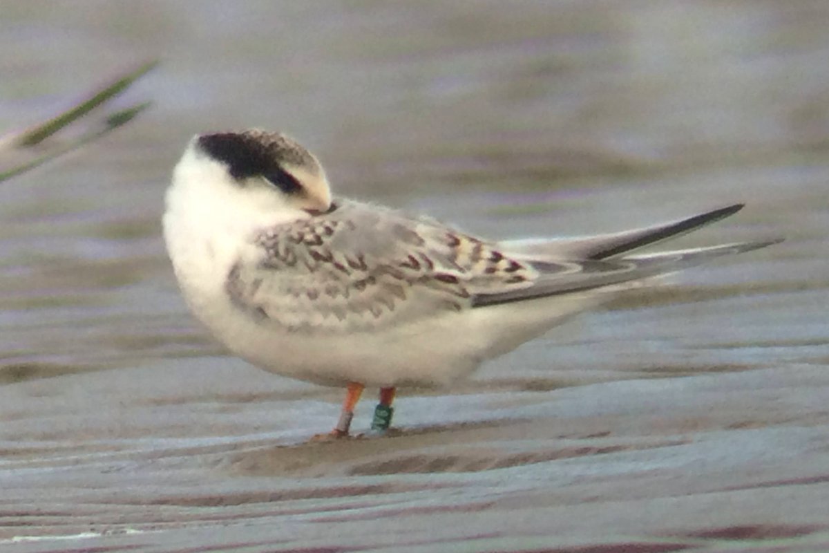 Jan Rod official tweet media