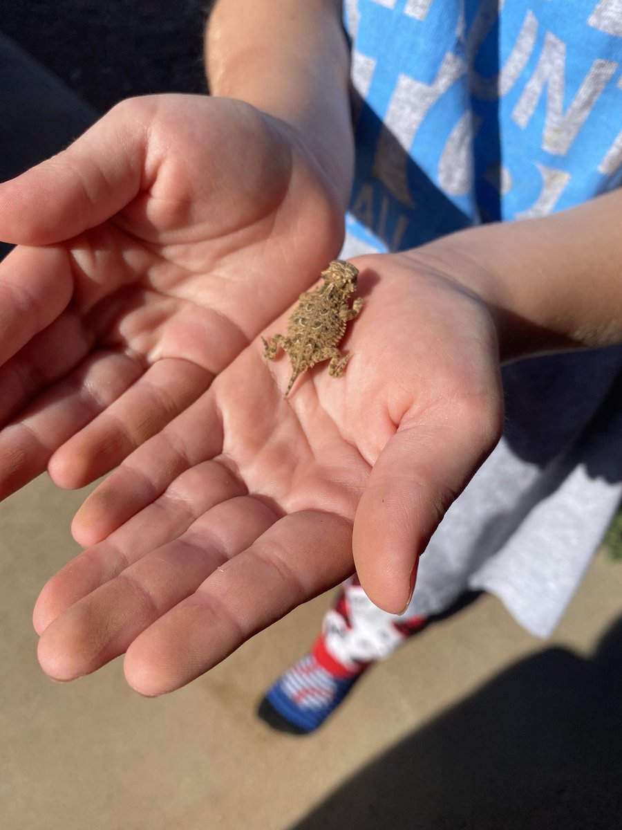 bolenvineyards's tweet photo. We found a baby horned toad near the vineyard this weekend! Look how tiny he is! #wine #txwine #txwinery #wineo #lubbock #vineyard #winery #livelovelubbock #locallubbock #igtexas #redwine #whitewine #lovewine #lubbocktx #smyertx #merlot #malbec #mourvedre #tannat #cinsault https://t.co/dirHhb55hu