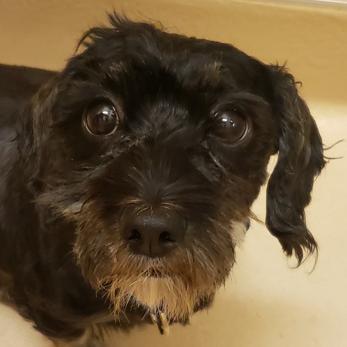 ValleyHumaneSoc's tweet photo. Shelby is a seven-year-old perky senior who is always ready for a stroll, but even more so, ready to crawl into any available lap! To adopt Shelby, send us an email to info@valleyhumane.org. #petoftheday #cleartheshelters #featuredpet @ClearTheShelter https://t.co/43sm07PeMA https://t.co/czafR5xOK9