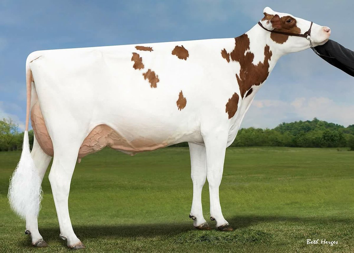 dairy_hannah's tweet photo. Verrrry excited to have two sexed Diamondback embryos out of this babe....prayers that the recips like them as much as I will! #acered #redandwhiteholstein https://t.co/LMJYJlp7Gs