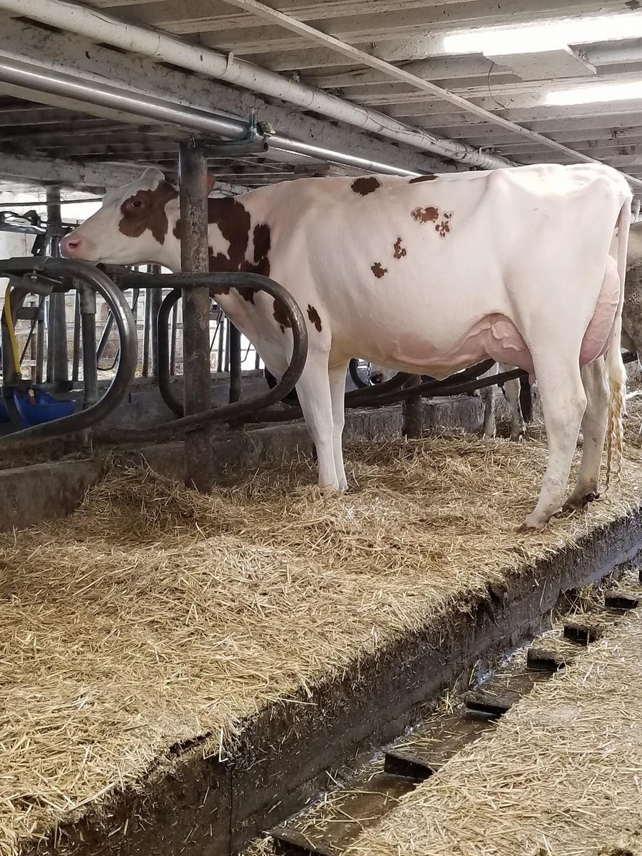 dairy_hannah's tweet photo. Verrrry excited to have two sexed Diamondback embryos out of this babe....prayers that the recips like them as much as I will! #acered #redandwhiteholstein https://t.co/LMJYJlp7Gs