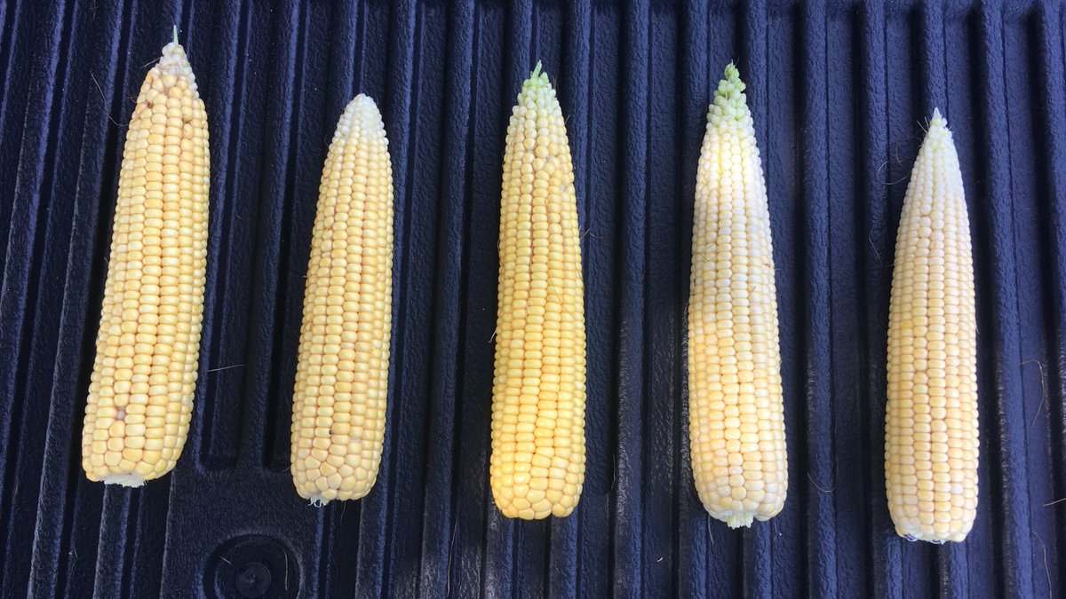 rachmacd123's tweet image. May 4th planted coming along well!9535AM, 9608Q, 9998Q, 0306Q, 0434AM #pioneerseeds #pioneerCA #testplot #corn #milky