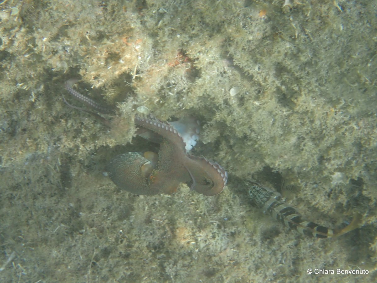 cbenvenuto73's tweet photo. Watch out for these two!!!! What a magical encounter: #Octopus vulgaris with its friend, the simultaneous hermaphrodite #Serranus scriba (looking for a free meal). And yes, for the ones wondering: I made this octopus ink! https://t.co/QHBW91gCeg
