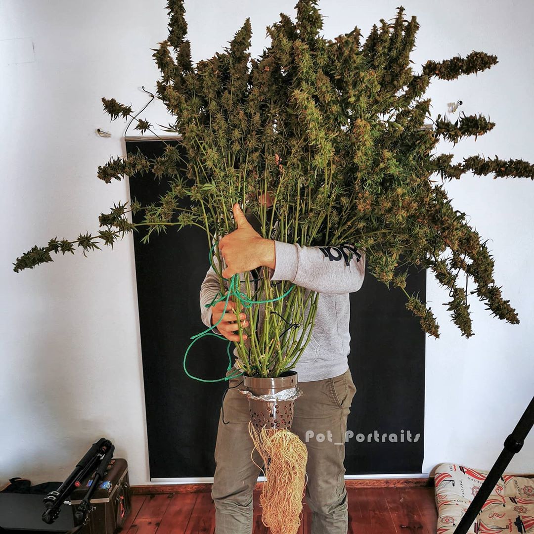 Barney S Farm Remember This Purple Punch Auto I M Currently Running Some Genetics In Dwc That Seem To Be Similar In Growth Strentgh Not Promising Anything But It Looks Interesting