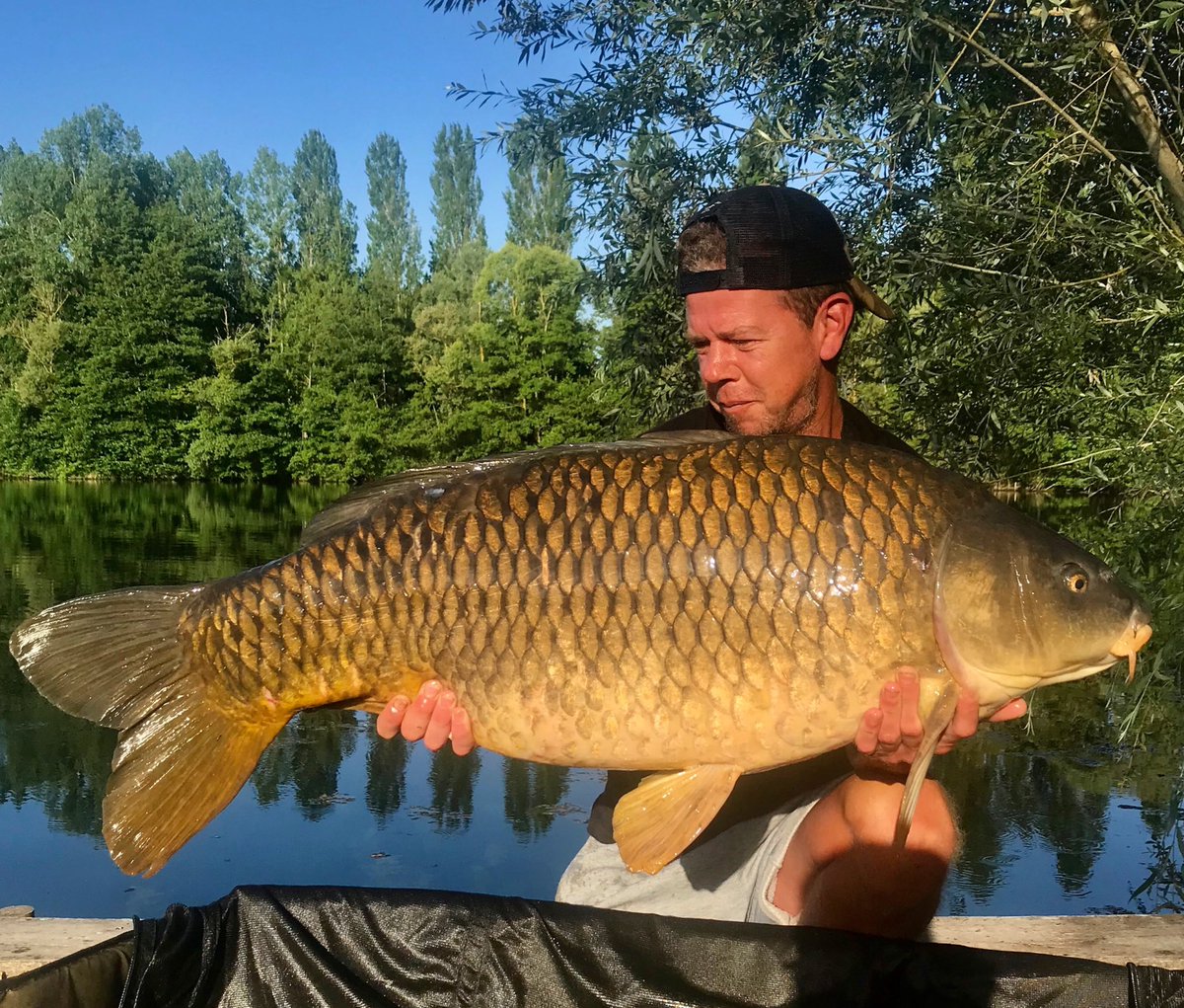 ski35's tweet photo. #45lb common from a few weeks ago #carp#carpfishing https://t.co/JRhIZKEM2h