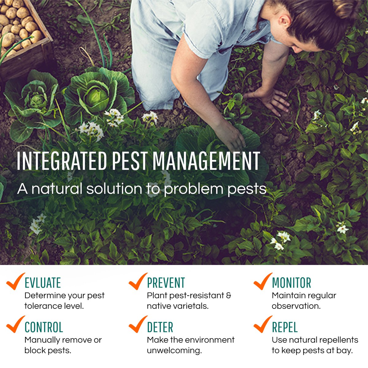SaferBrand's tweet photo. Check out these six simple steps for pest-free living! https://t.co/NPpW08Qh39 https://t.co/IWxpSbDbfl