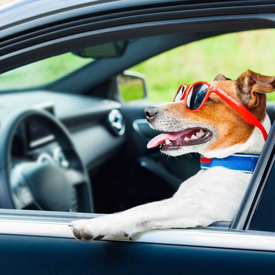 esafamilyorg's tweet photo. 🟩Dogs Fun Fact 10❗

➡ Research shows, The average city dog lives 3 years longer than a country dog. 

To read blogs on Emotional Support Animal click the link below.

🌐 https://t.co/gMYYBYe5NC
📧contact@esafamily.org
📞+1-818-900-9694

#dog #doglove #citydog #esa #esafamily https://t.co/cJaVt9XjDf