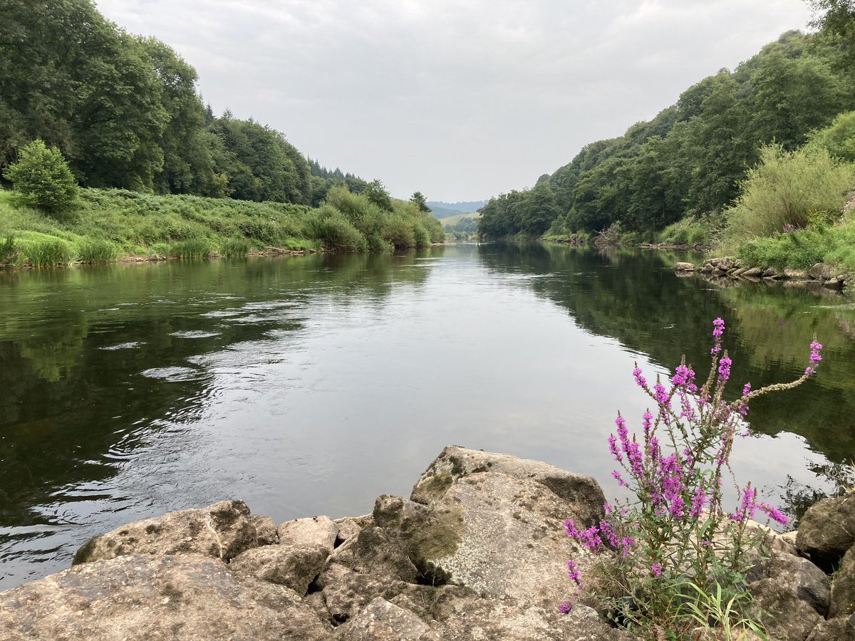 hadnock's tweet photo. Late afternoon and it’s flat calm and humid. The thunder storms never came. Looking upstream towards #Redbrook and downstream towards #Whitebrook #wye #wyevalley #penallt https://t.co/7g9Y9229dh