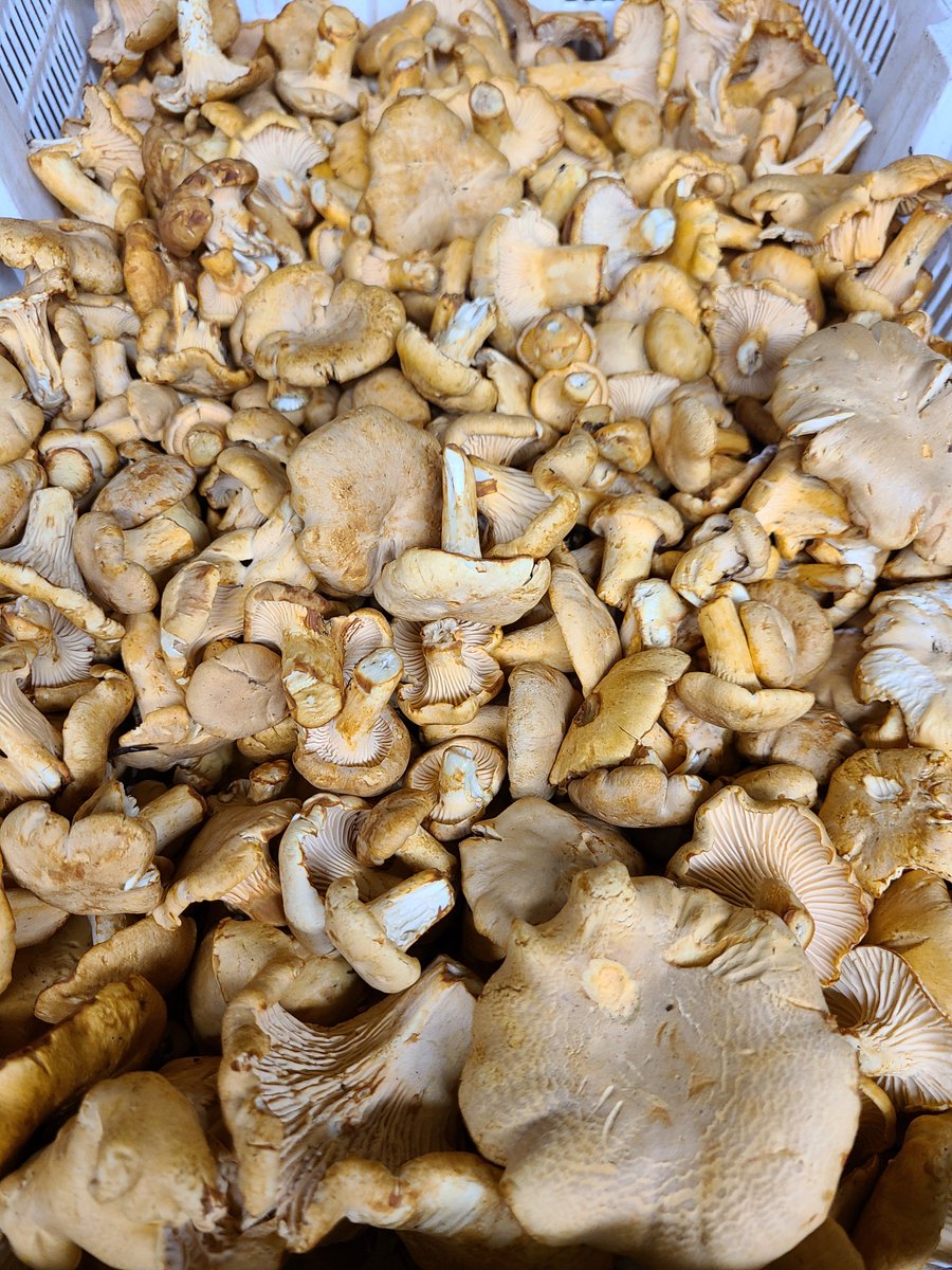 Wild Domestic Chanterelle Mushrooms available from Mikuni Wild Harvest #chefs #homechef #restaurantchefs #homecooking #shopping #foodie #foodies #canadachefs #foodoftheday #Chanterellemushrooms #wildmushrooms  #eats #foodpic #food #delicious #foodpics #yummy #nature #summer