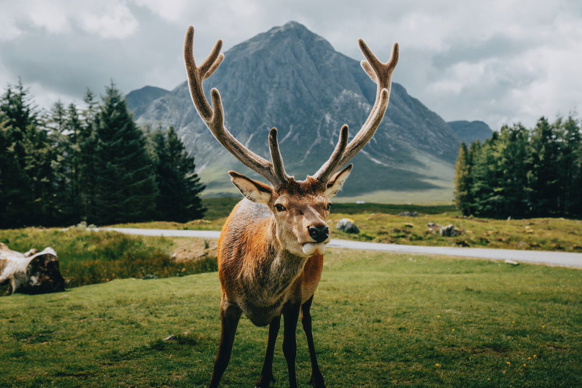 TraveIings's tweet photo. Glencoe, Scotland 🏴󠁧󠁢󠁳󠁣󠁴󠁿 https://t.co/PInpW5h6we