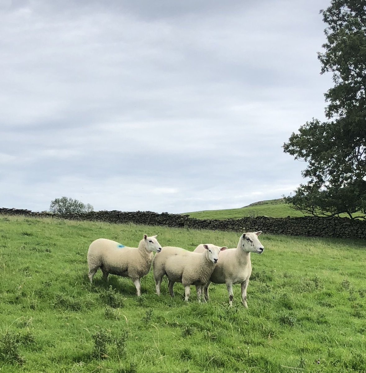 will_case's tweet photo. Top mum with her daughters 👌 https://t.co/Zh8zE642ma