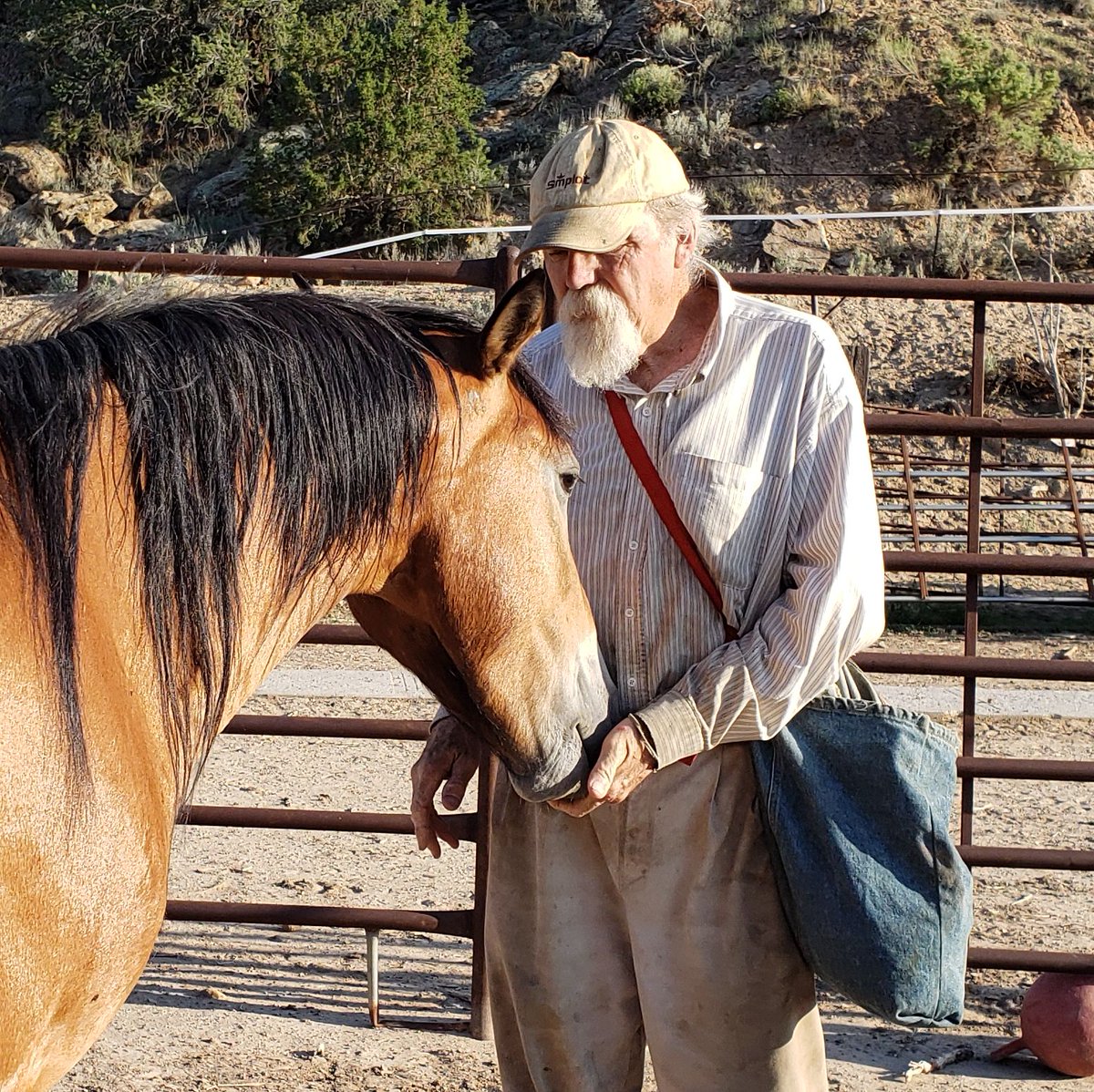 MustangCamp1's tweet photo. A new blogpost on the prerequisites for saddle training at Mustang Camp. https://t.co/DtQjEMuZjX https://t.co/nQapw2BGDJ