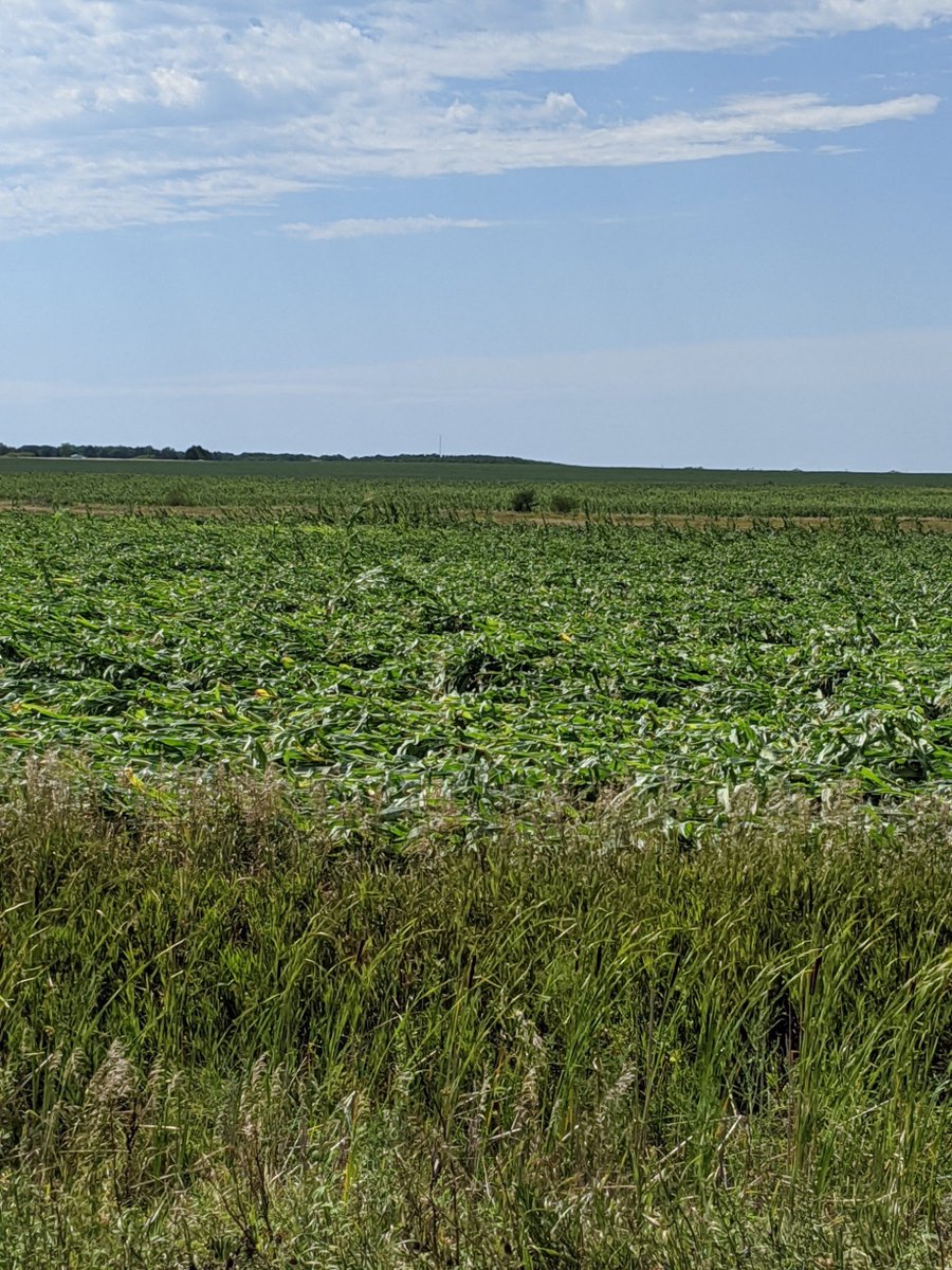 Worst damage I have seen yet from Iowa wind storm.  Near our farms in WC IA.