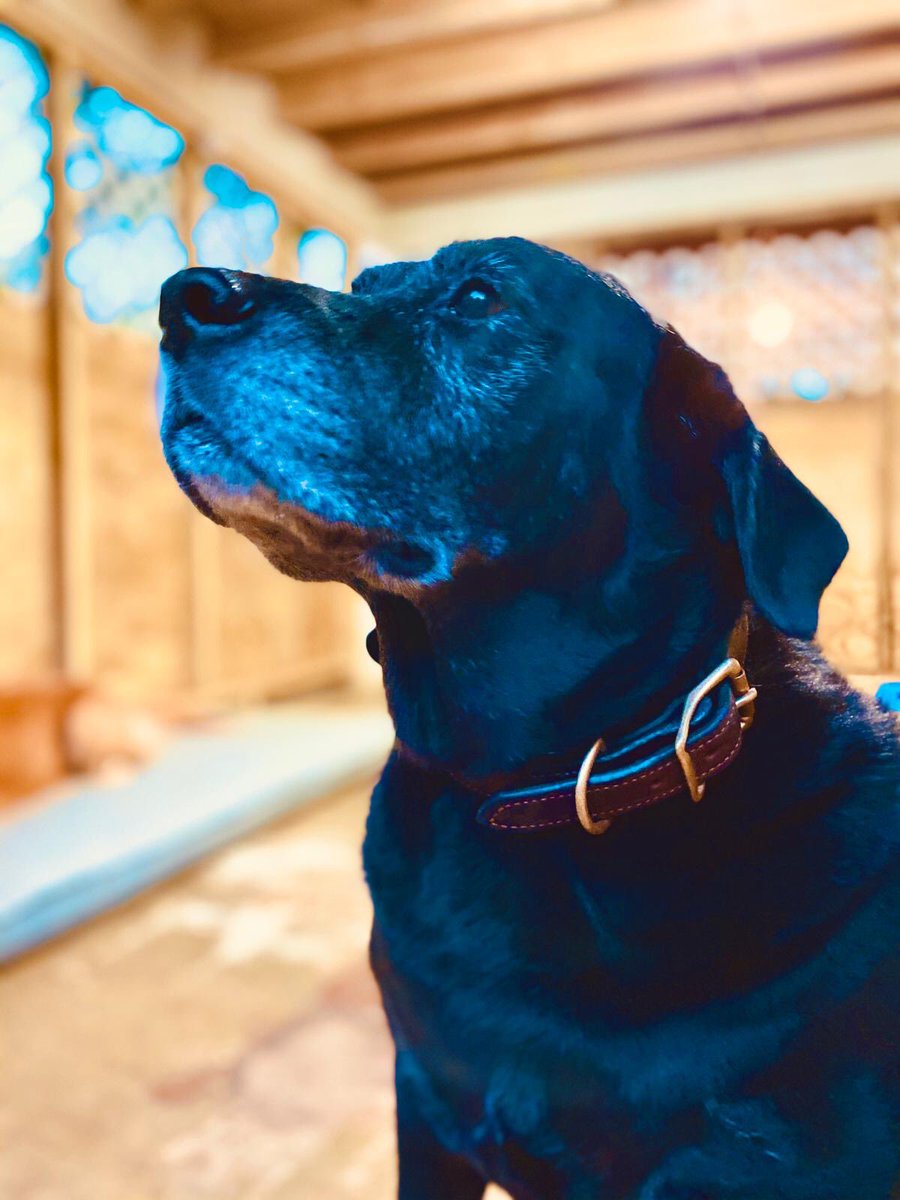 bark_pr's tweet photo. Blue &amp; Rex 💙 https://t.co/pAT0tbYOfT