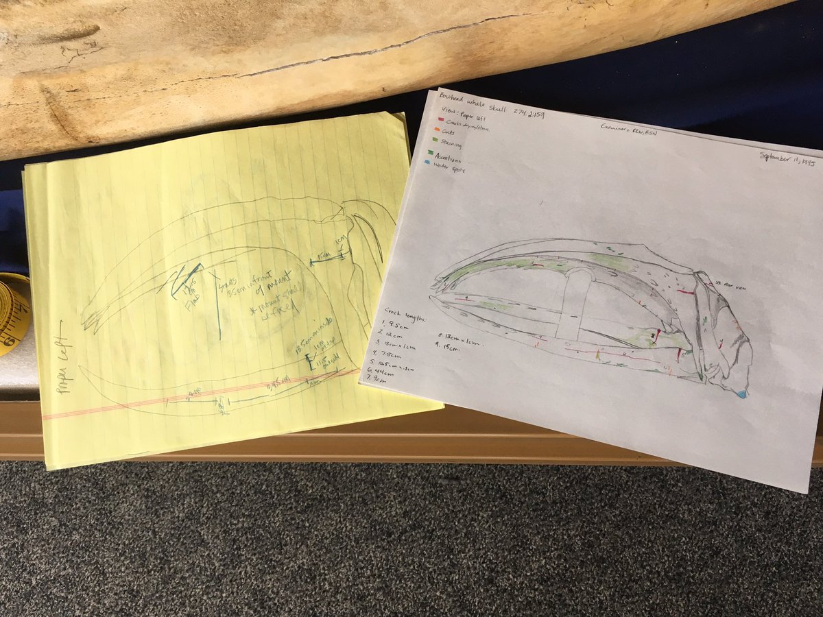 RENewberry's tweet photo. Is there anything better than finding brilliant diagrams in the condition report? Still looking good 25 years later! #naturalhistoryconservation #bowheadwhale #shareyourdiscovery @sciencemuseummn https://t.co/MbZ9RVSCKU