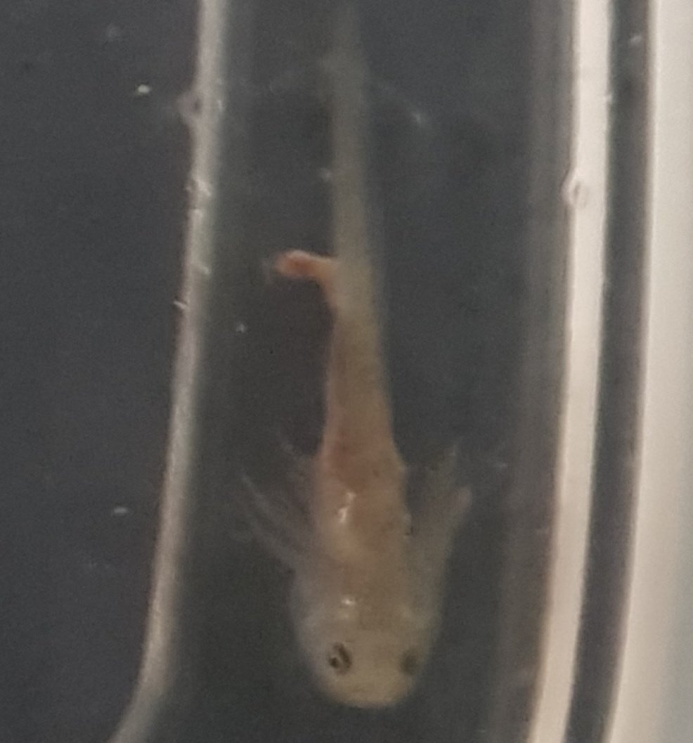 Highbreedreps's tweet photo. Axolotl babies 🥰😘 https://t.co/3mbGlOcljh