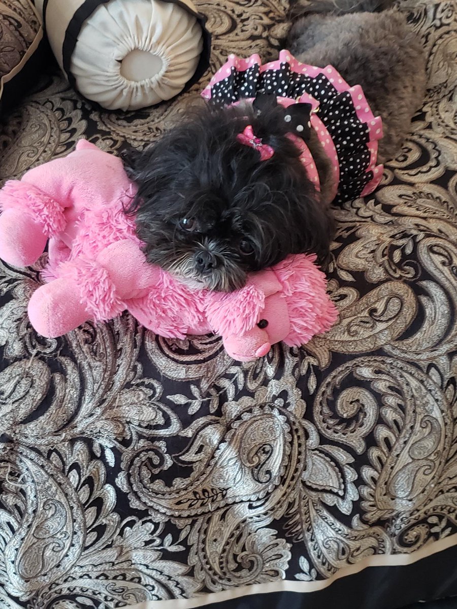 susanhaning's tweet photo. @NaylorLLC #ASAE20 #PetsofASAE20. https://t.co/VXJ0BjKetZ