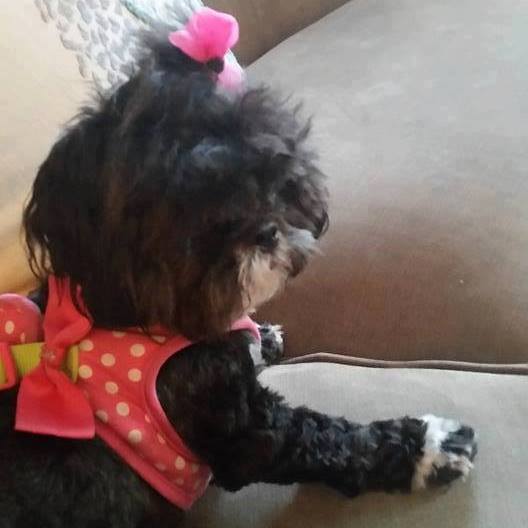 susanhaning's tweet photo. @NaylorLLC #ASAE20 #PetsofASAE20. https://t.co/VXJ0BjKetZ