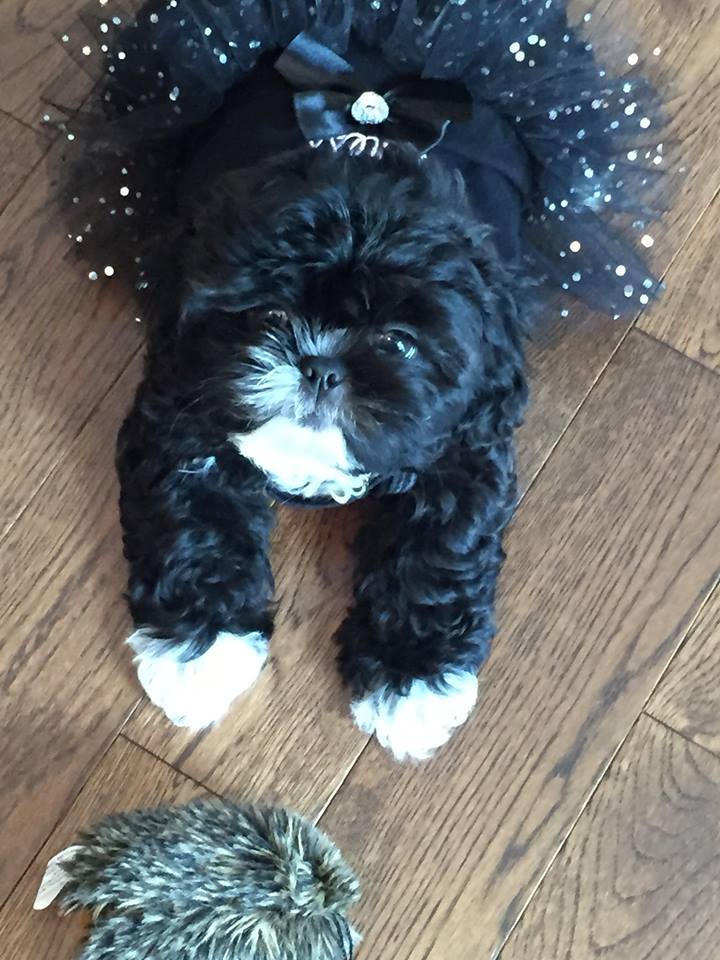 susanhaning's tweet photo. @NaylorLLC #ASAE20 #PetsofASAE20. https://t.co/VXJ0BjKetZ