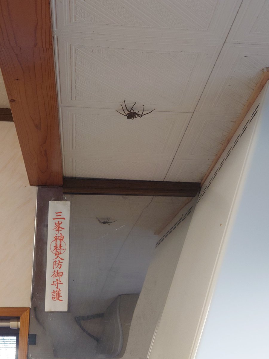 あおちゃん 再起動 おはよー 朝から天井にデカイ蜘蛛が こいつは害虫 ゴキブリとか を食べてくれる良い蜘蛛です T Co Hc4dbtmjrc Twitter
