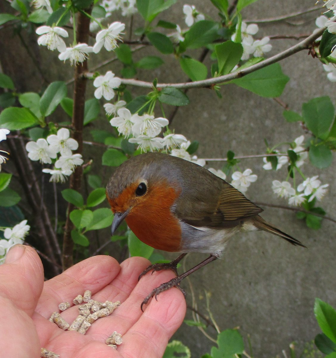 nickykylegarden's tweet image. "Man is the most insane species. He worships an invisible God and destroys a visible Nature. Unaware that this Nature he's destroying is this God he's worshipping." - Hubert Reeves......
When will some see that by destroying #biodiversity we are destroying our children's future?