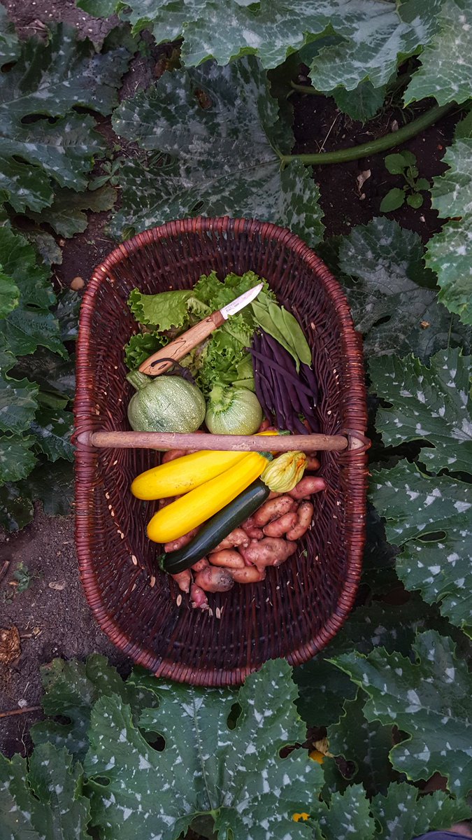4 months hard work and our lockdown therapy, we are very proud of our 4 month allotment project.  #NationalAllotmentWeek #AllotmentLife #AllotmentWeek