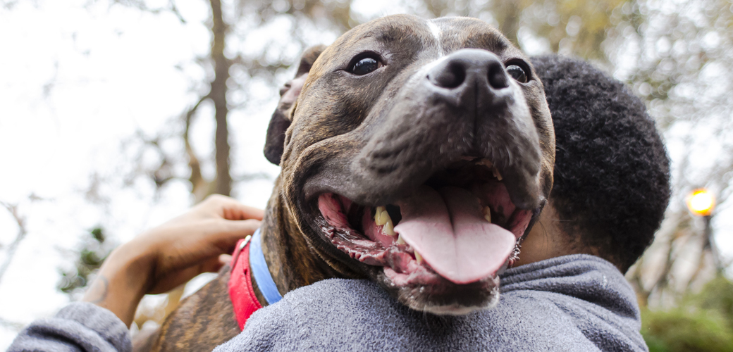 Good news for our troops! Congress is on the verge of repealing years of misguided, breed-specific bans affecting the pet dogs of military families, but your U.S. senators and representative need to hear from you! Learn more: bddy.me/2DEnGb5